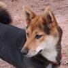 ACA BEAUTIFUL tri color Shiba Inu puppy