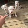 3 gorgeous female puppies 