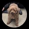 Female adult spayed poodle