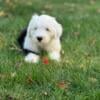 AKC Old English Sheepdog 