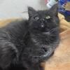 Siberian kitten
