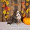 TERESA F1 MINI BERNEDOODLE AVAILABLE BY OCT 18TH!