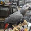 Baby Congo African Grey about to wean