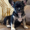 French Bulldog puppies