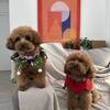 Toy poodles puppies