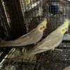 Young, unrelated Fallow cockatiels