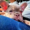 French bulldog puppy