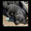 Cane corso puppies 15 weeks old