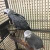 Two african grey congo