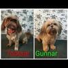 Shih tzu litters due soon