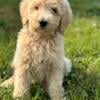 Standard poodle cream color female 8 weeks old.