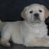 Akc Labrador retriever puppies