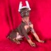 DOBERMAN puppies - Houston texas