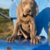 Akc Registered Weimaraners