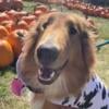 Rough Collie male 3 years