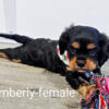 Cavalier King Charles Spaniel puppies