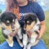 Rough & smooth AKC Collie Puppies