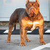 XL American Bully puppies