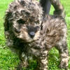Cavoodle pups