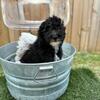 Mini Bernedoodle Mix puppies Bowling Green, Kentucky