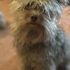 Pomapoo for sale