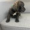 Frenchie Beagle mix puppies for sale