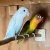 Lovebird fisher for sale