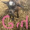 Nigerian dwarf goats