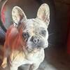 Merle female French bulldog 