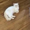 Star female exotic shorthair