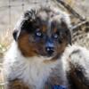 mini aussie STUD for breeding