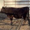 Miniature Jersey / Miniature Hereford Heifer
