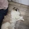 Ragdoll Scottish Fold