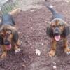 Bloodhound pups Florida
