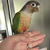 Baby green cheek conures