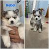 Pomsky- Rebel