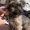 Yorkie
