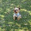 Akc/Ckc registered yorkie stud