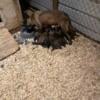 Belgian Malinois pups