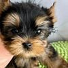 Female Teacup Yorkie Babies. Contact me asap IF INTERESTED VIA: zzui888@hotmail.com