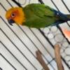 Jenday Conure  For sale