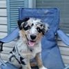 Australian shepherd male puppy