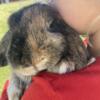 5 Month old Pedigreed Holland Lop Buck