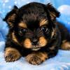 Purebred pomeranian puppy