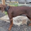 AKC Black and Rust DOBERMAN PUPPIES