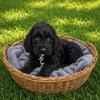 Mini Goldendoodle Female