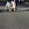 BRC Registered American Bully for STUD