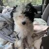 Chinese crested powderpuff puppy