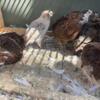 Coturnix quail variety of colors