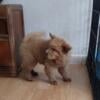 Chow Chow puppies for sale